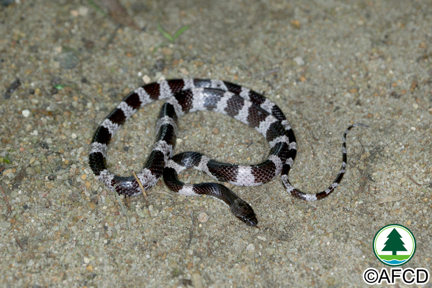 Hong Kong Biodiversity Online